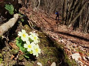 44 Bellissimo bosco di carpini neri
